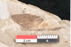 Foto (Detailansicht) von Cinnamomum polymorphum Braun (NHMW-GEO-2024-0188-7934)